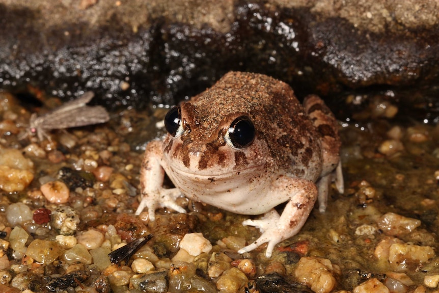Wide-eyed frog sitting on wet, pebbly, area.