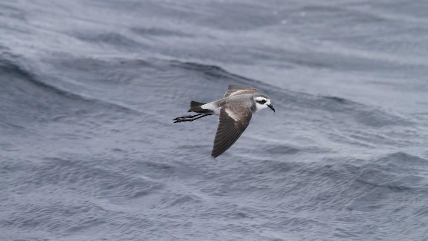 White-faced storm petrel in flight