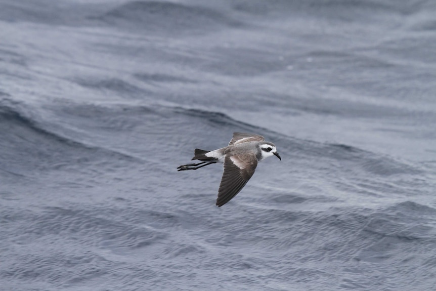 White-faced storm petrel in flight