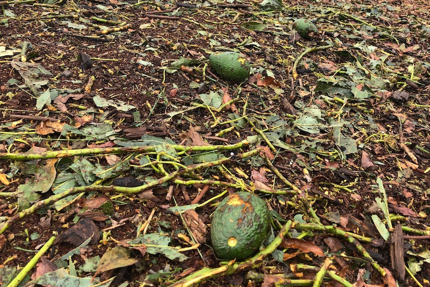 Damaged avocados can't be sold