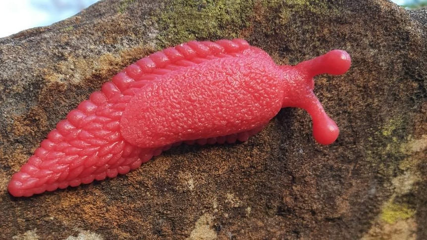 A photo of a bright pink slug toy 