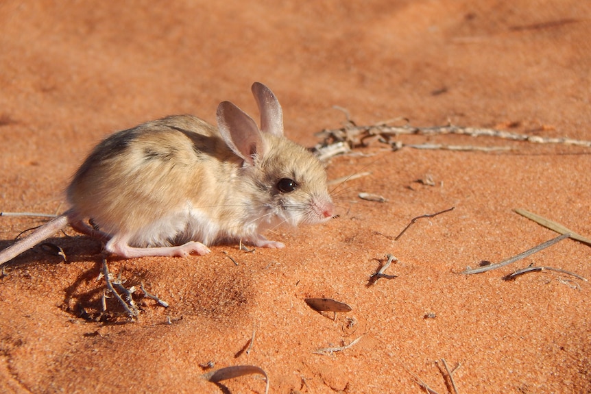 mouse sitting on a red sand dune.