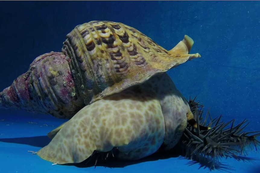 A large sea snail.
