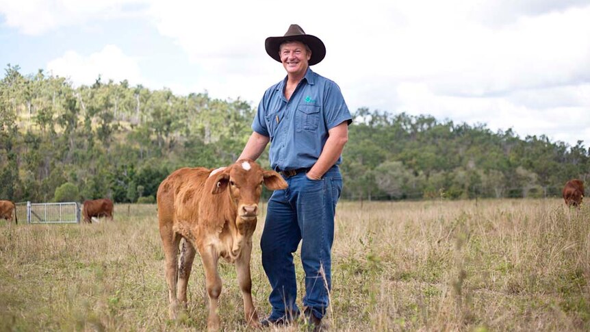 Simon Walton stands in a paddock with his hand resting on a red calf with a white dot on its head