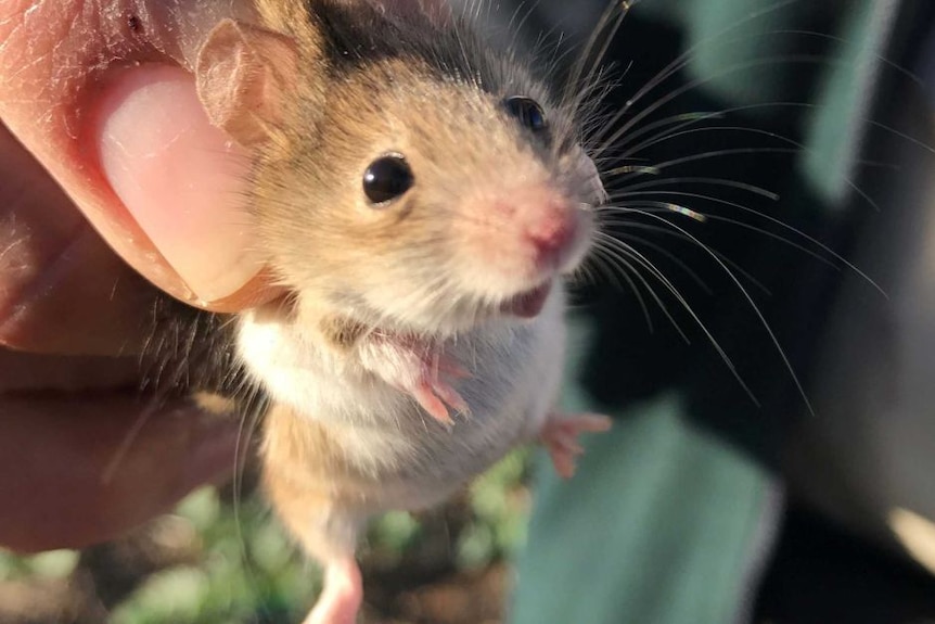 a mouse held by the back of its neck stares into the camera lense