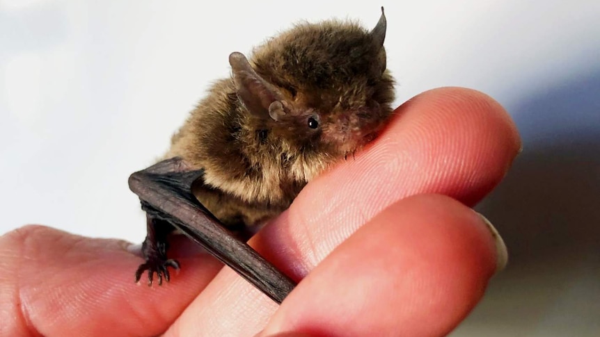 Bat woman: Ebony shares a house with some Australia's most creatures - News
