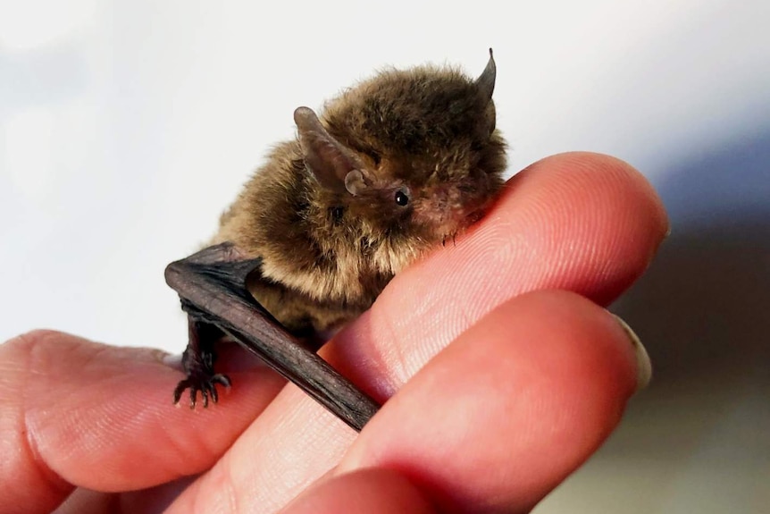A tiny bat hugs a human finger.