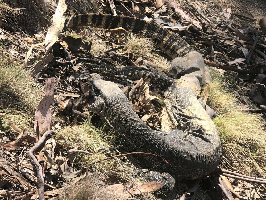 A goanna with a tracker over its body.