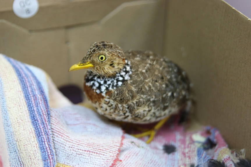 small and terrified looking speckled bird