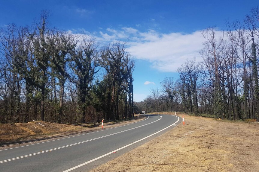 Blue sky gives way to trees showing signs of regeneration after a bushfire.