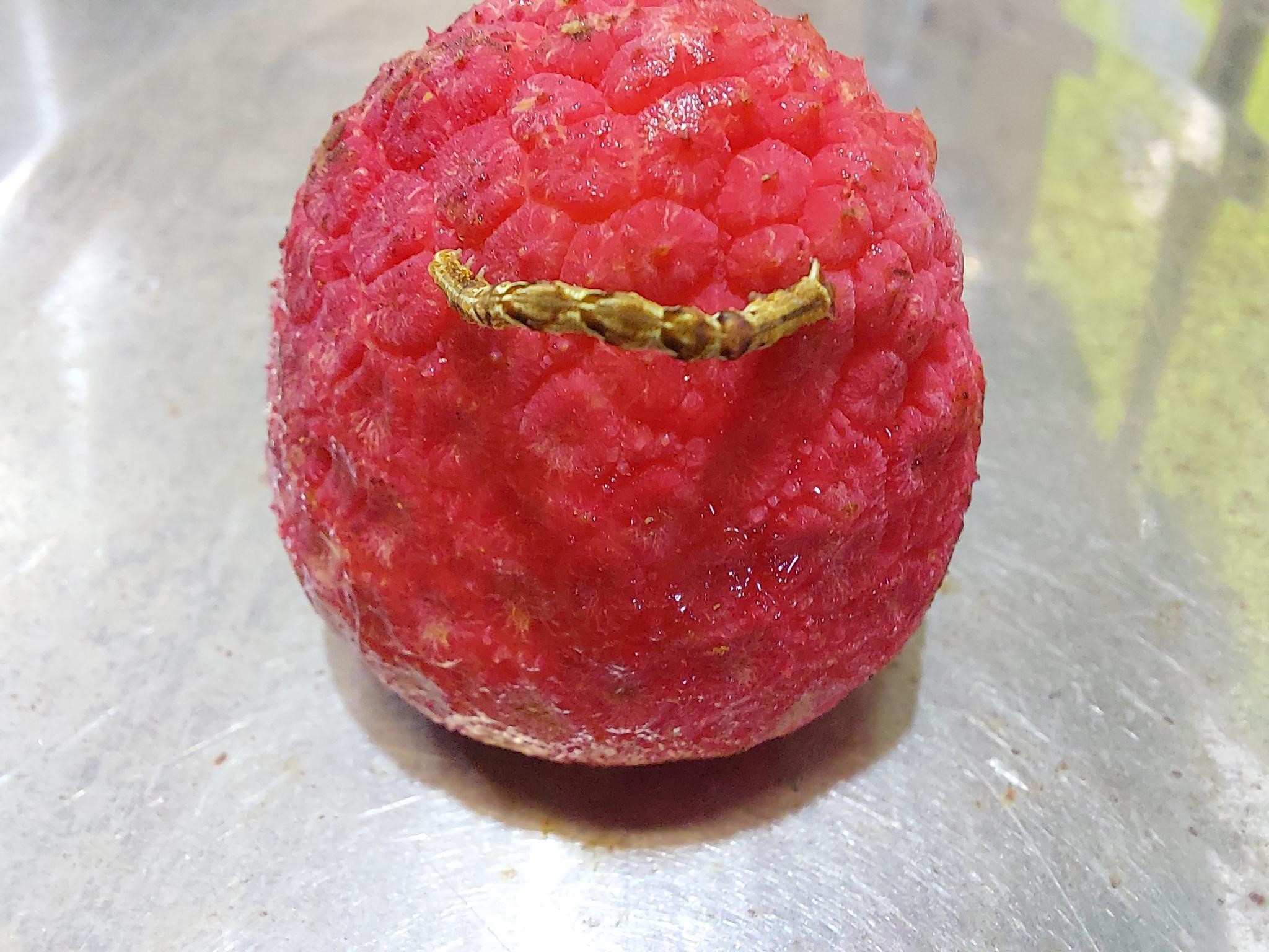 Wet warm winter blamed for devastating looper attack on lychee crop ...