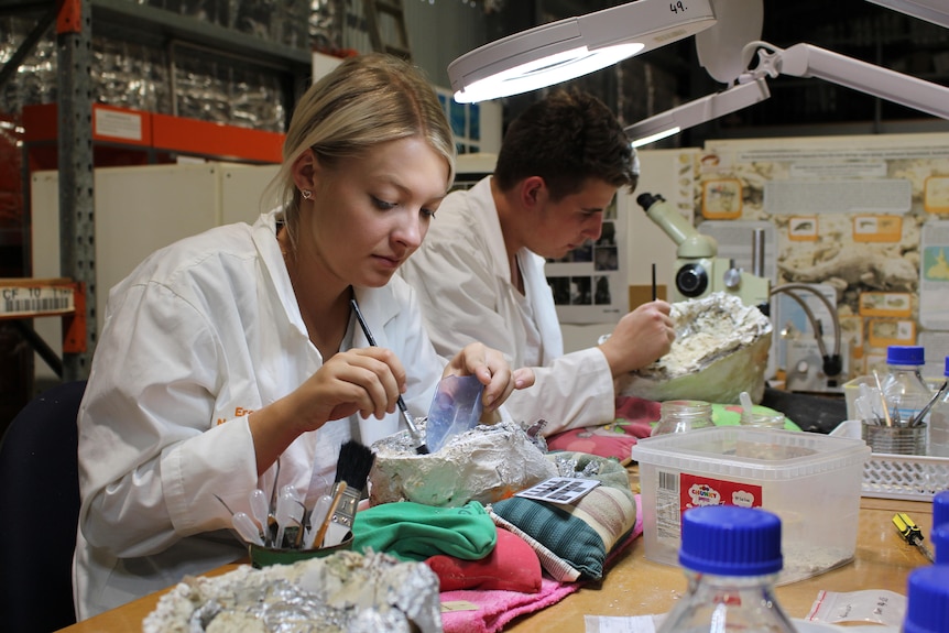 Two people in lab coats dust off dinosaur fossils with tiny brushes under bright lights.