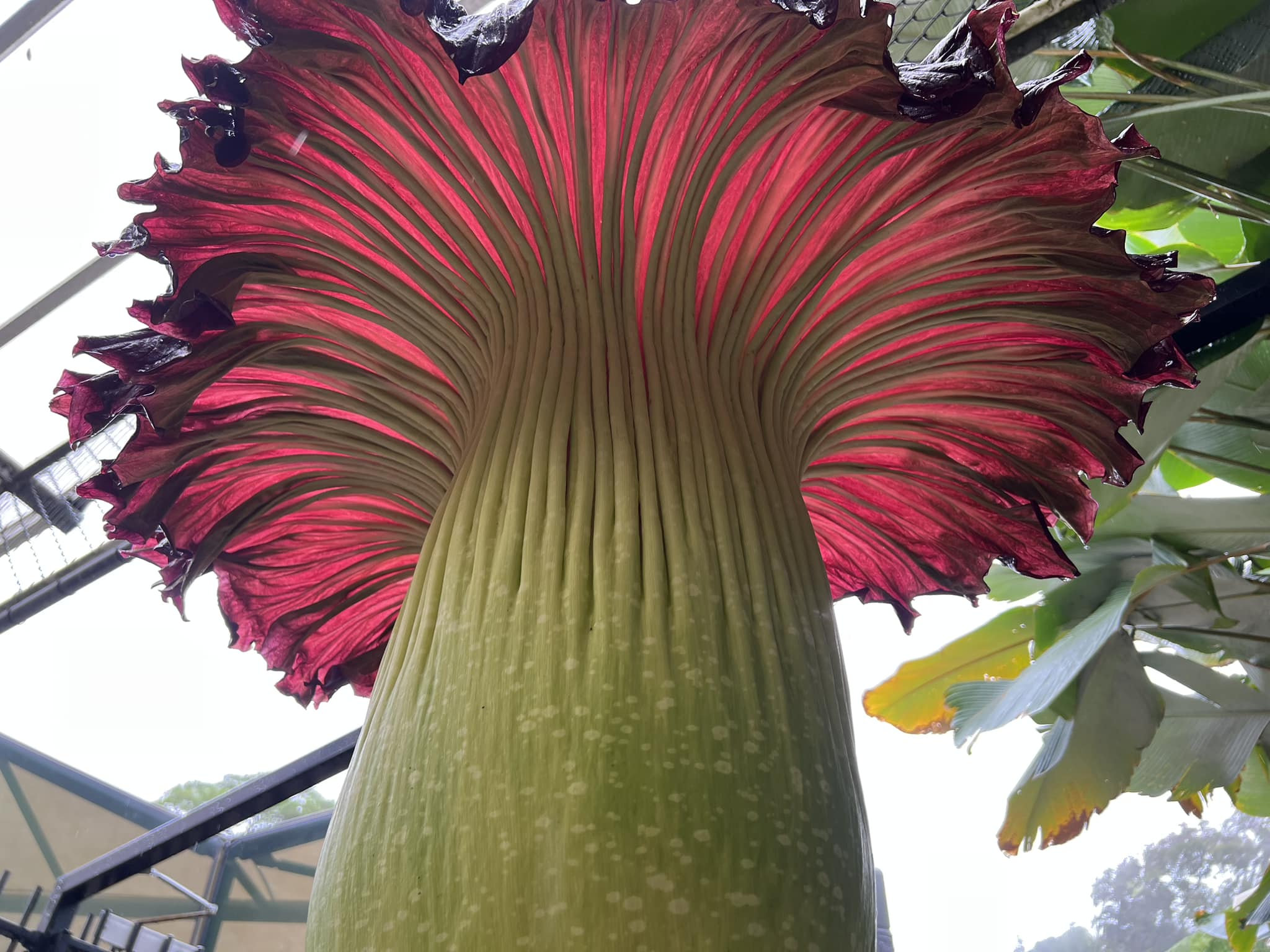 Rare Corpse Flower In Bloom At Cairns Botanic Gardens Attracts ...