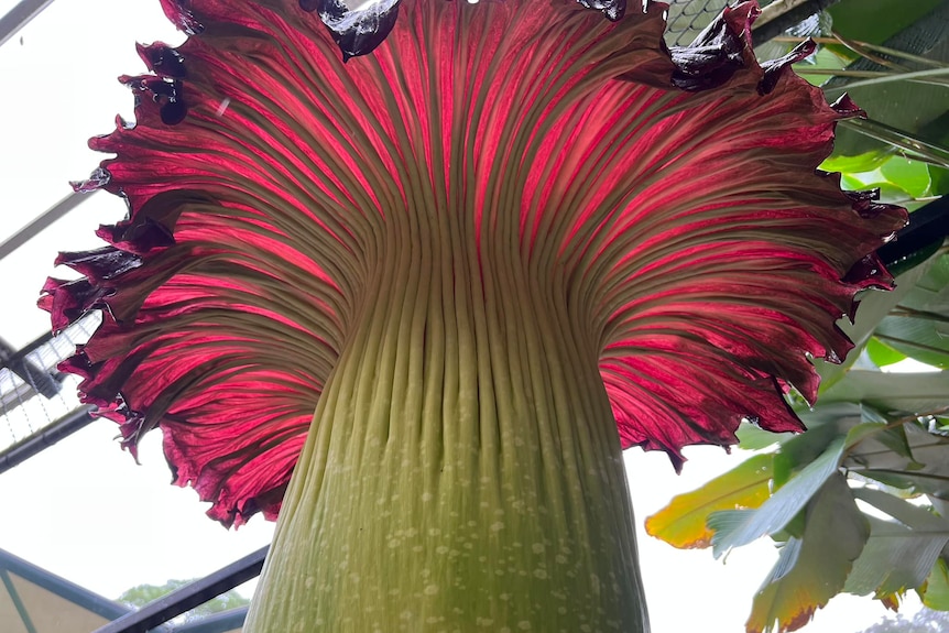 The underside of a large red and green flower. The stem has white spots and rises up like a fountain spilling with red frills.