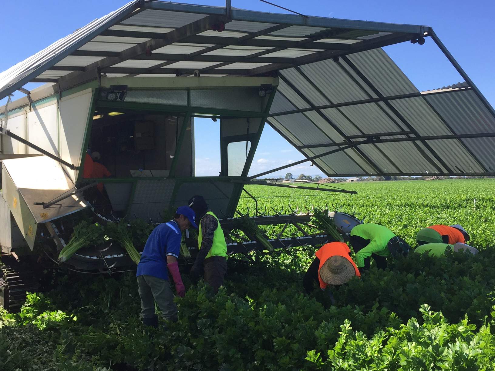Melbourne's urban sprawl forces historic celery farm to relocate ABC News