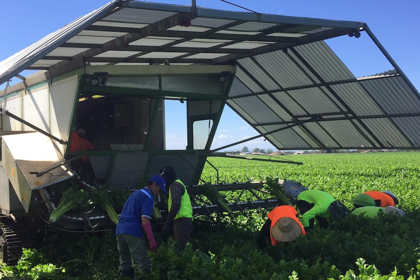 Workers harvest celery at Schreurs & Co's new farm in South Gippsland, Victoria.