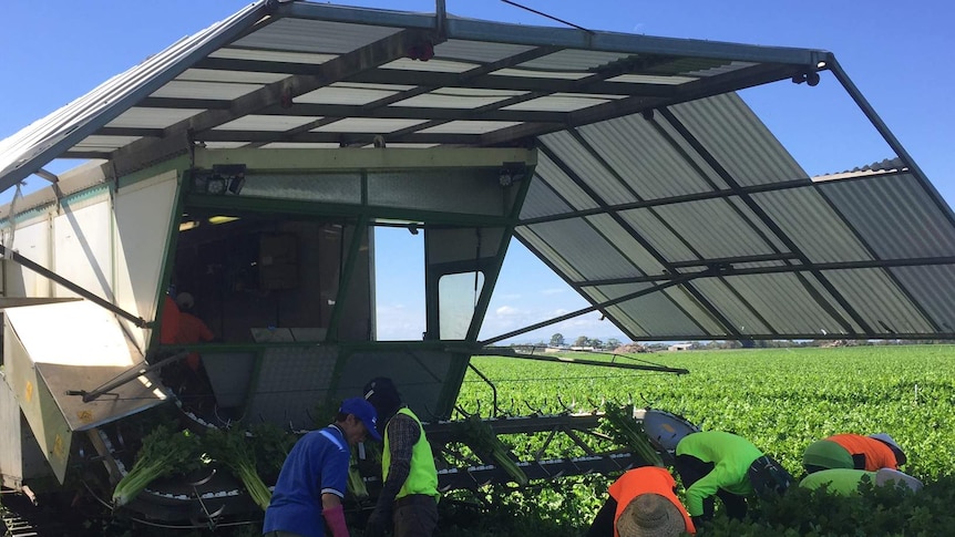 Workers harvest celery at Schreurs & Co's new farm in South Gippsland, Victoria.