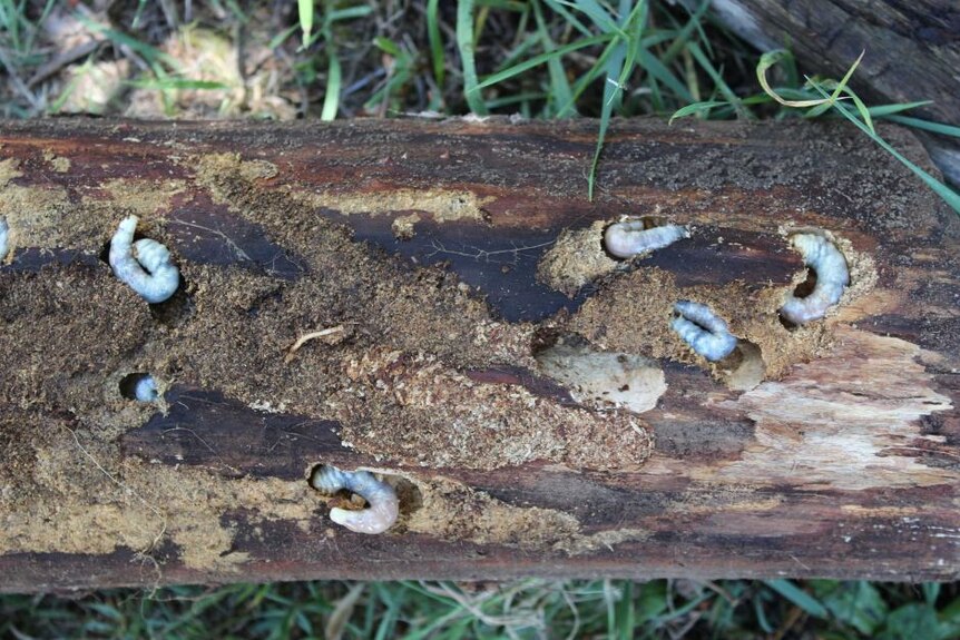 Larva kumbang Natal makan rumput sementara kepompong dewasa makan daun pohon karet matang.