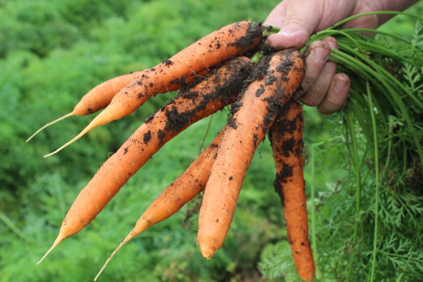 Close up of a freshly pulled bunch of carrots