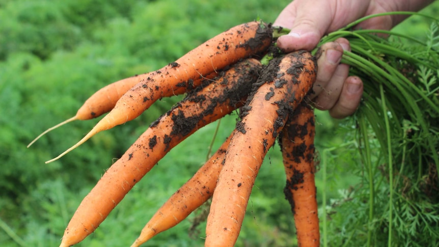 Close up of a freshly pulled bunch of carrots