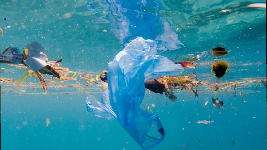 plastic bags and other debris in the water