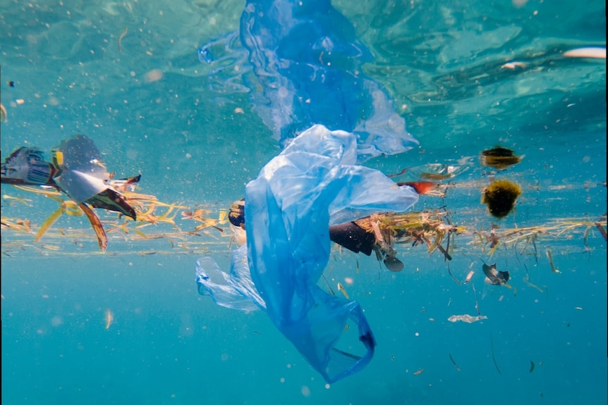 plastic bags and other debris in the water