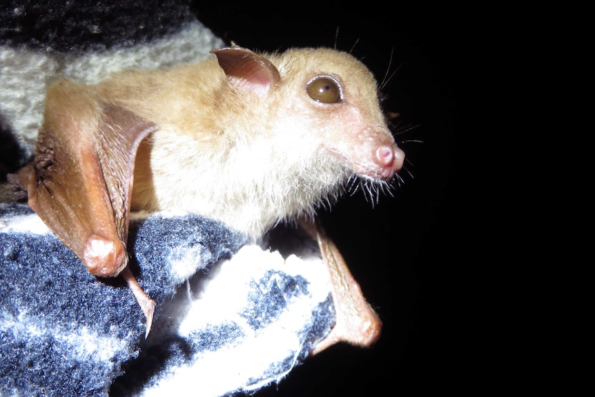 A tiny bat held in a gloved hand