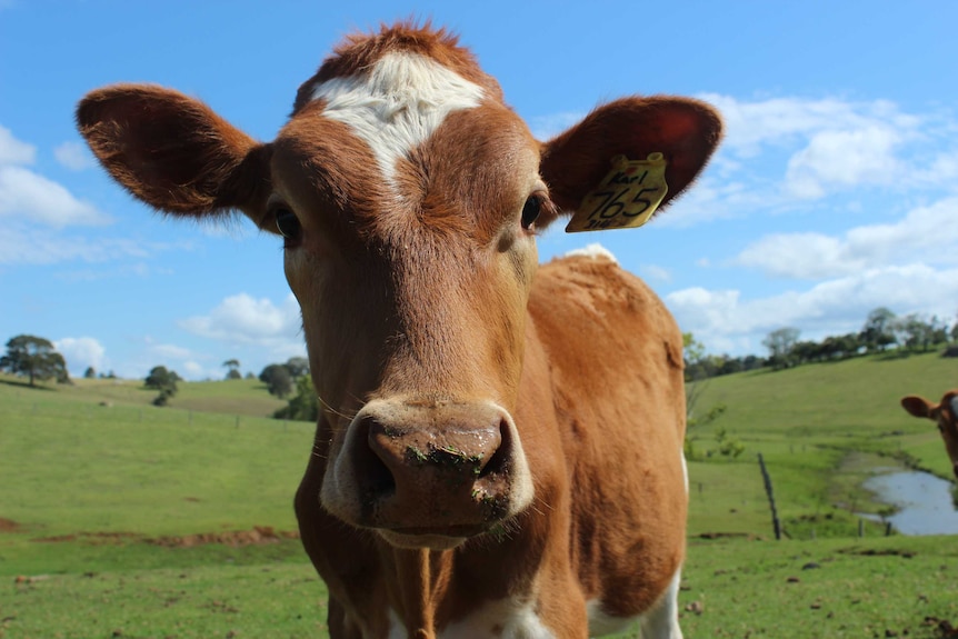 The Sunshine Coast region also produces meat and dairy