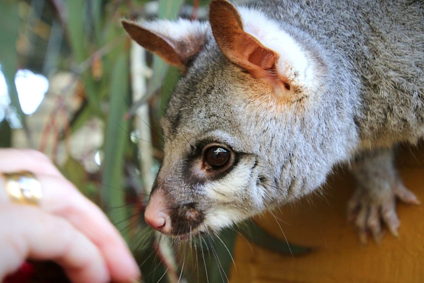 Stevie the blind bushtail possum