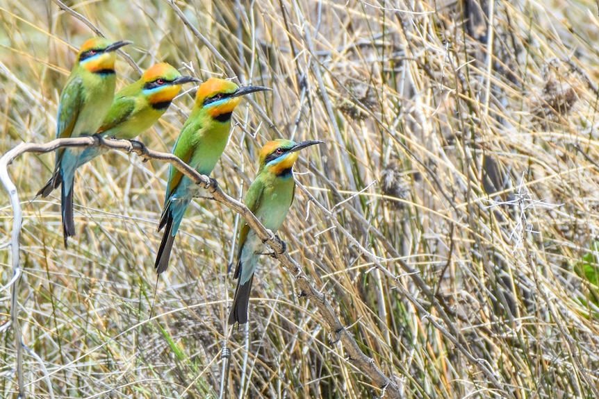 Rainbow Bee-eaters