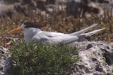 A bird with a black head and yellow bill sitting among sand and bushes