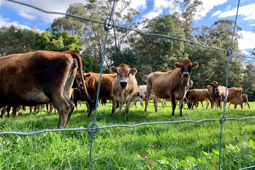 Brown cows eat grass