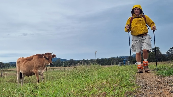 Hugh O'Brien walking on the Brisbane Valley Rail trail while a cow looks on
