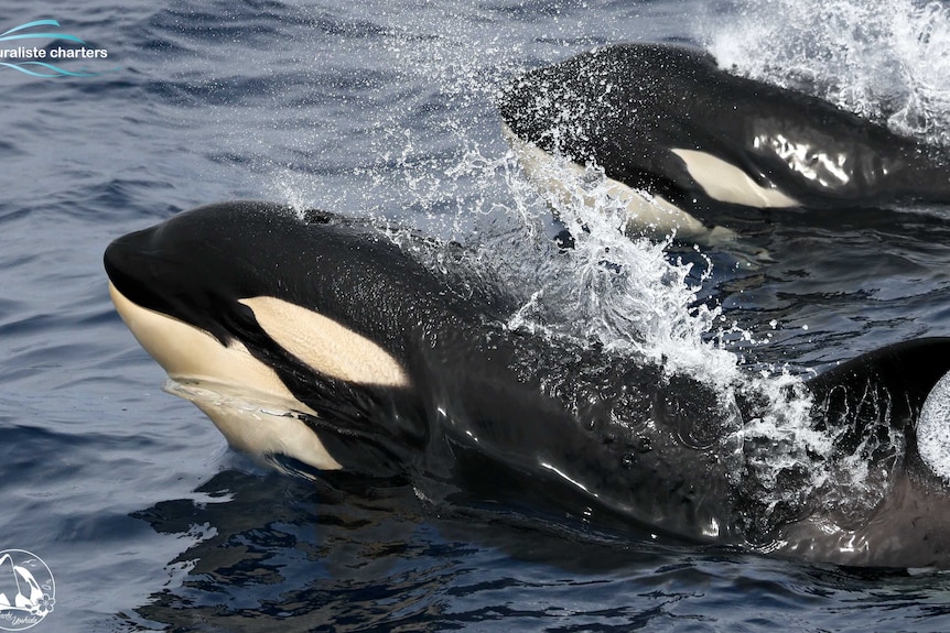 Orcas