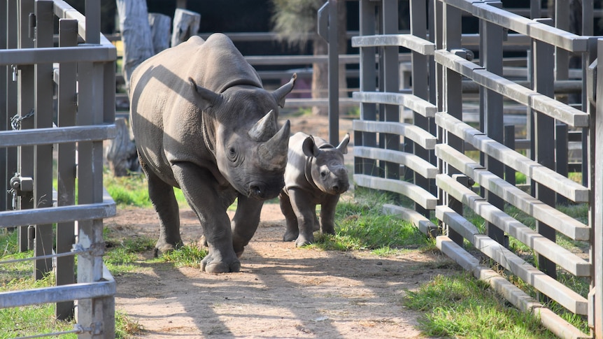 Two black rhinos, mother and calf, walk through the gates to their encolsure.
