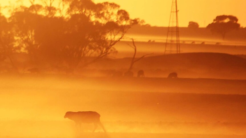 A silhouetted sheep walks through a layer of mist as the sun rises behind it.