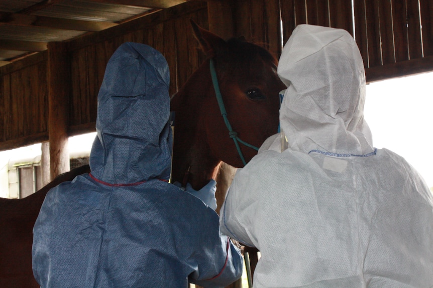 Veterinarian takes blood sample from horse to test for Hendra virus. (file photo)