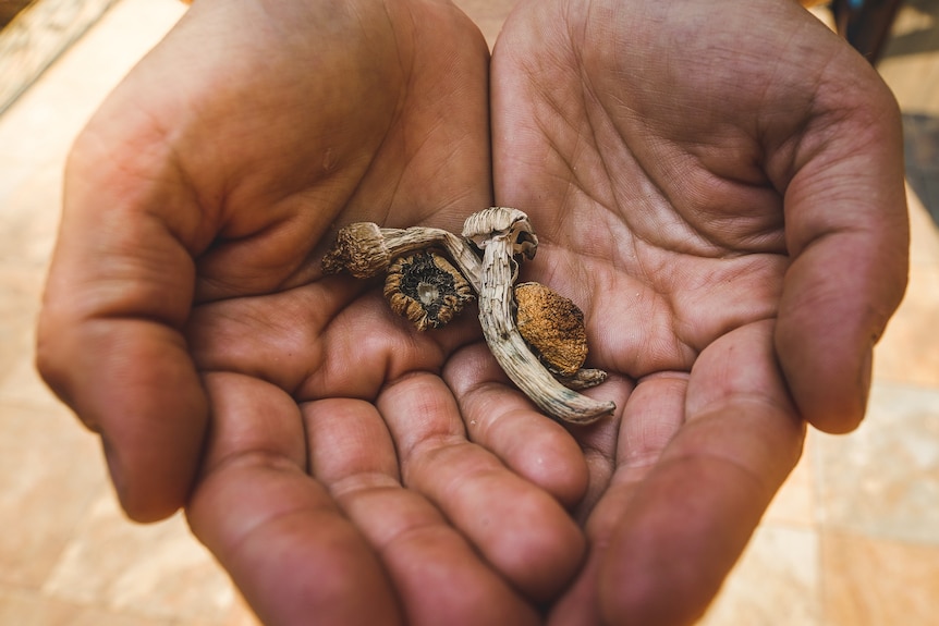 Dried psilocybin  mushrooms in the palms of a person's hands