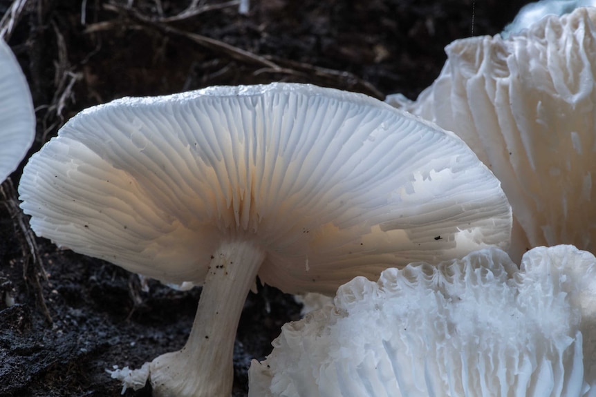 A bright white fan sticks out from a log.