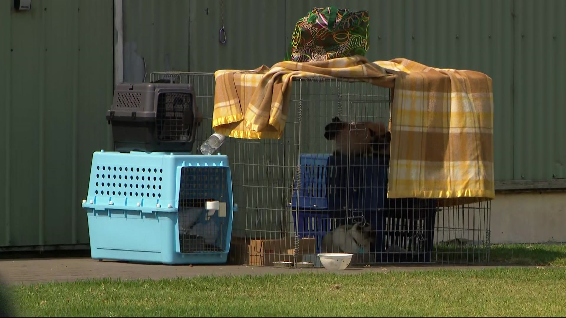 A blue pet's crate sits beside a steel cage with a blanket over the top in which a cat can be seen sitting.