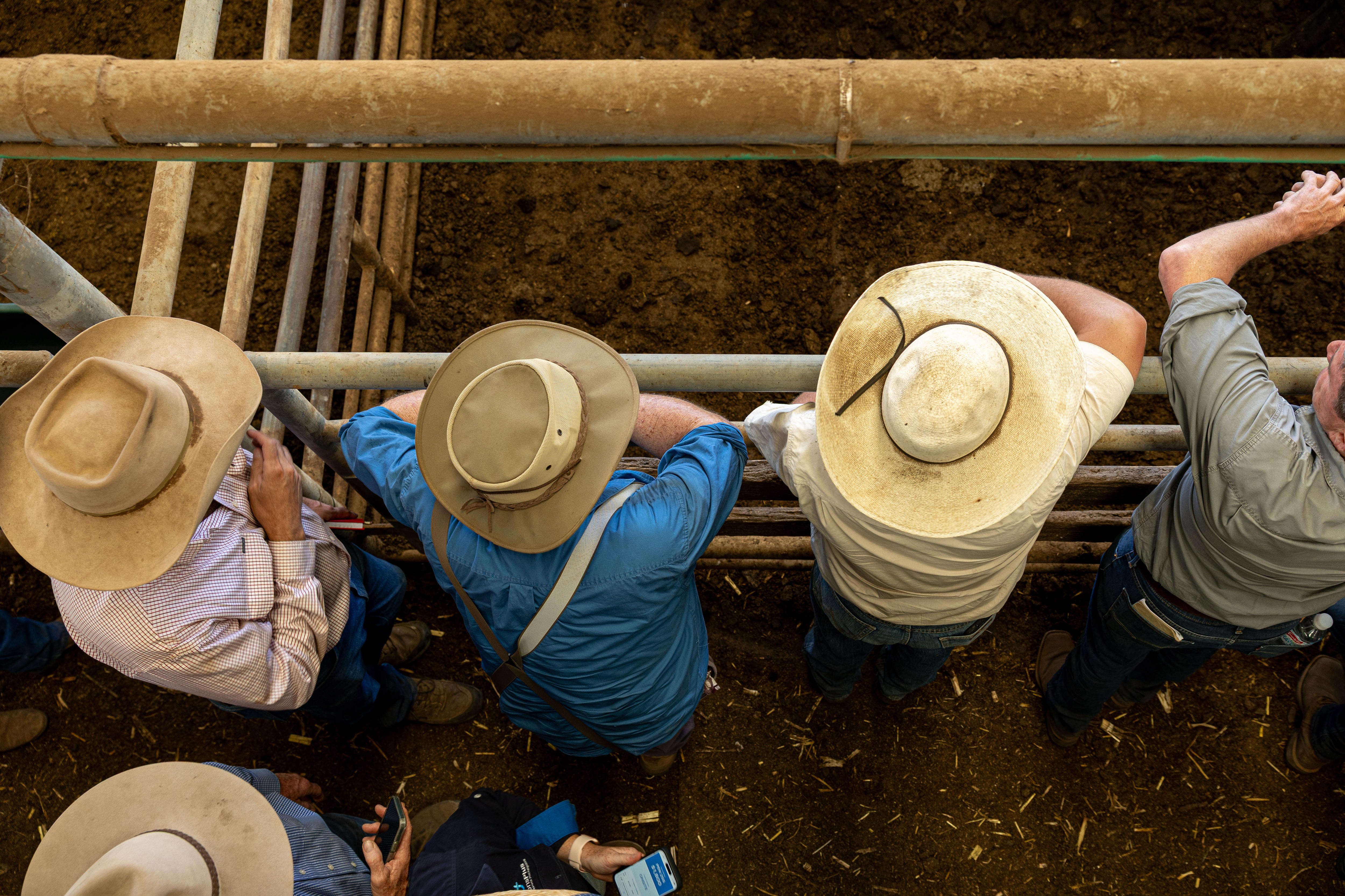Vista superior de hombres con sombreros mirando el ganado.