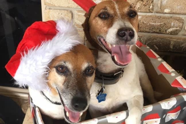 Dogs Jackie and Lucky, Jack Russell terriers, stand together in a box dressed in Christmas hats.