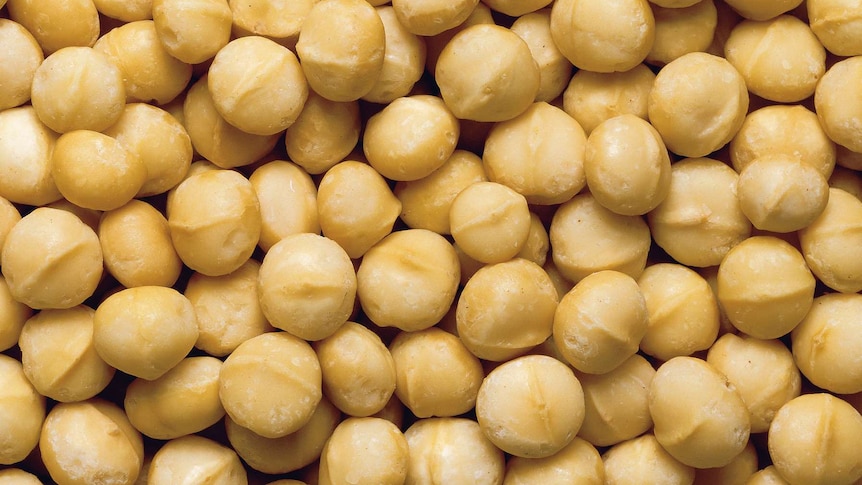 A close up photo of roasted macadamia nuts