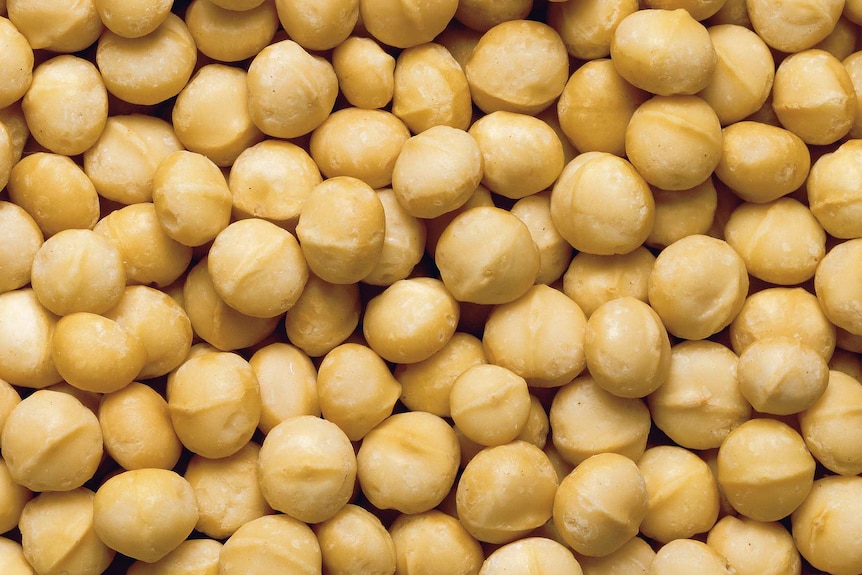A close up photo of roasted macadamia nuts