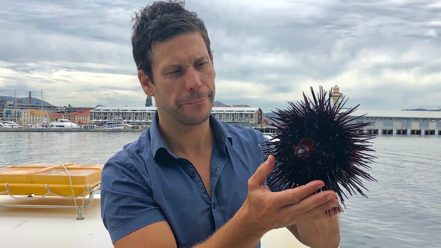 Dr Scott Ling, research fellow at the University of Tasmania, holds a sea urchin in his hands.