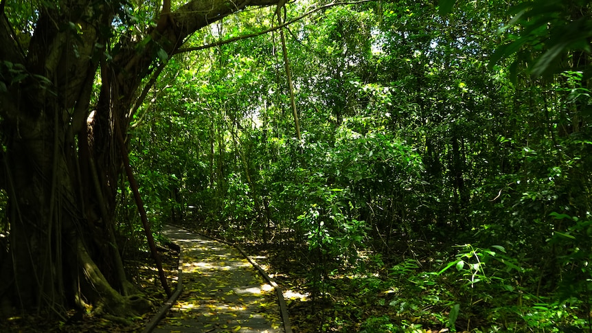 A wooden boardwalk through a lush island rainforest