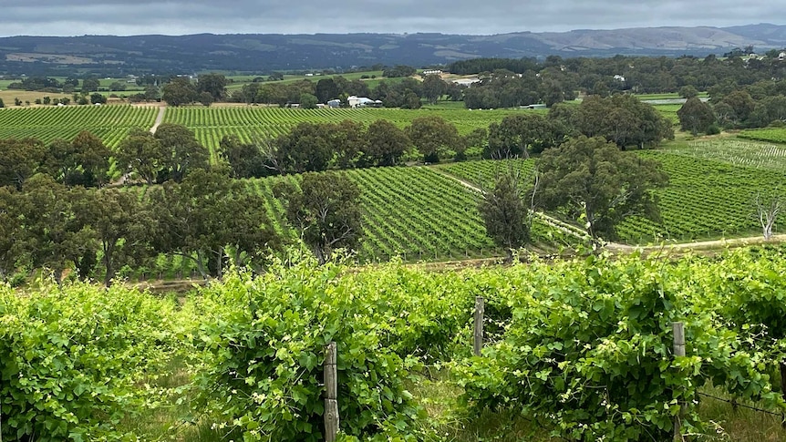 Rolling green vineyards give way to a ridge of hills in the distance.