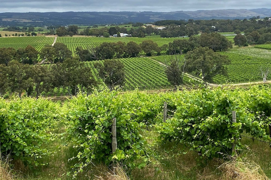 Rolling green vineyards give way to a ridge of hills in the distance.