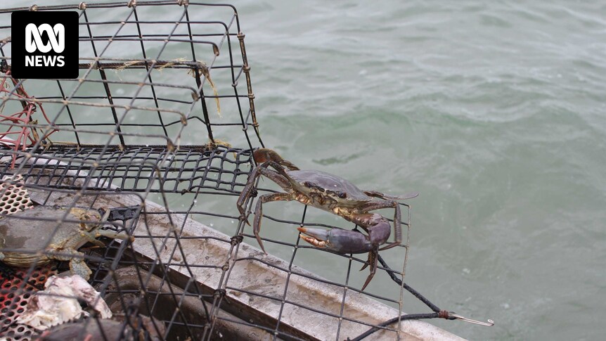 Gulf Mud Crabbers Fishing Shirt (Green)