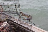 a crab being tipped out of a cage